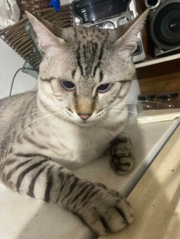 Gato ra a  idade 1 ano nome Remy