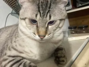 Gato raça  idade 1 ano nome Remy