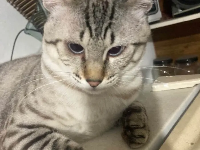 Gato ra a  idade 1 ano nome Remy