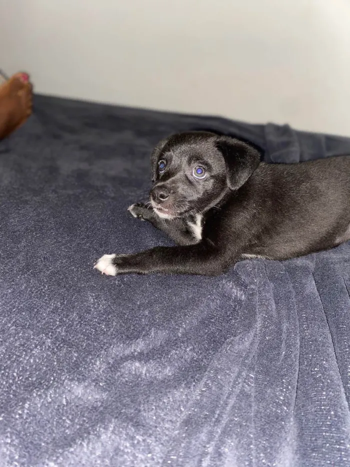 Cachorro ra a Vira-lata  idade 2 a 6 meses nome Sofia