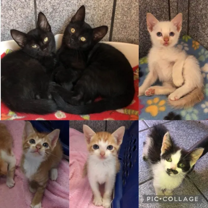 Gato raça Srd idade Abaixo de 2 meses nome Filhotes