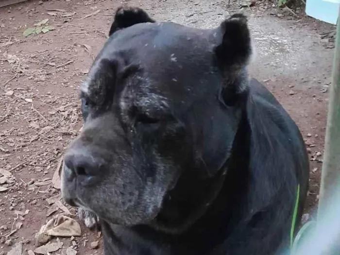 Cachorro ra a Cane Corso  idade 6 ou mais anos nome Não sei