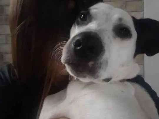 Cachorro ra a Mistura de SRD e Pitbull  idade 7 a 11 meses nome Zayra