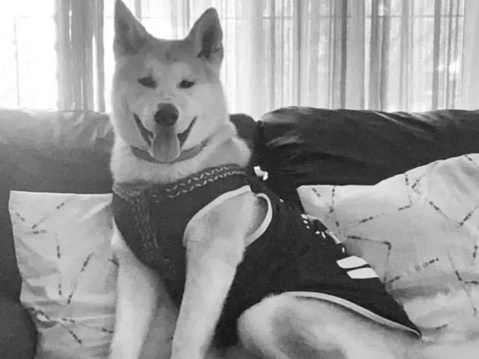 Cachorro ra a Akita  idade 3 anos nome Marley 