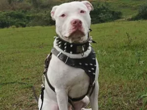 Cachorro raça Pitbull  idade 1 ano nome Luke