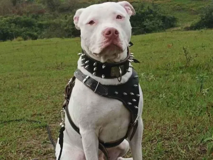 Cachorro ra a Pitbull  idade 1 ano nome Luke