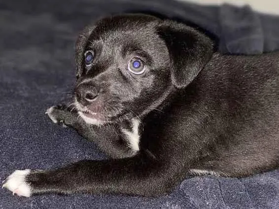 Cachorro ra a Vira-lata  idade 2 a 6 meses nome Sofia