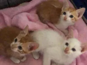 Gato raça Srd idade Abaixo de 2 meses nome Filhotes