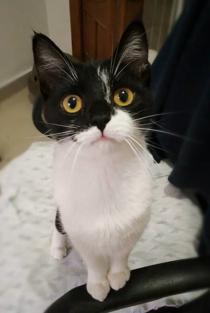 Gato raça srd idade 2 a 6 meses nome Jane