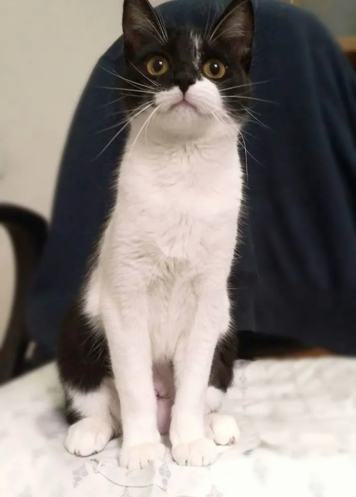 Gato raça srd idade 2 a 6 meses nome Jane