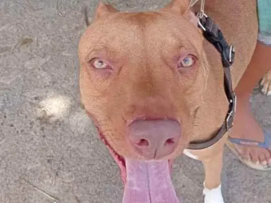 Cachorro ra a Astro idade 2 anos nome astro