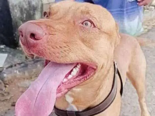 Cachorro ra a Astro idade 2 anos nome astro