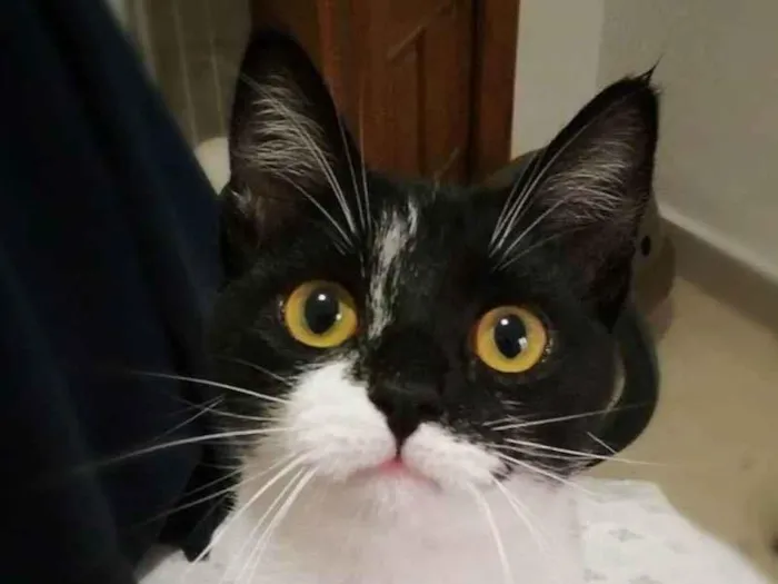 Gato raça srd idade 2 a 6 meses nome Jane