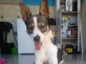Cachorro raça SRD idade 1 ano nome Tody