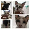 4 fêmeas e 1 macho