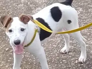 Cachorro raça Indefinida idade 2 a 6 meses nome Princesa