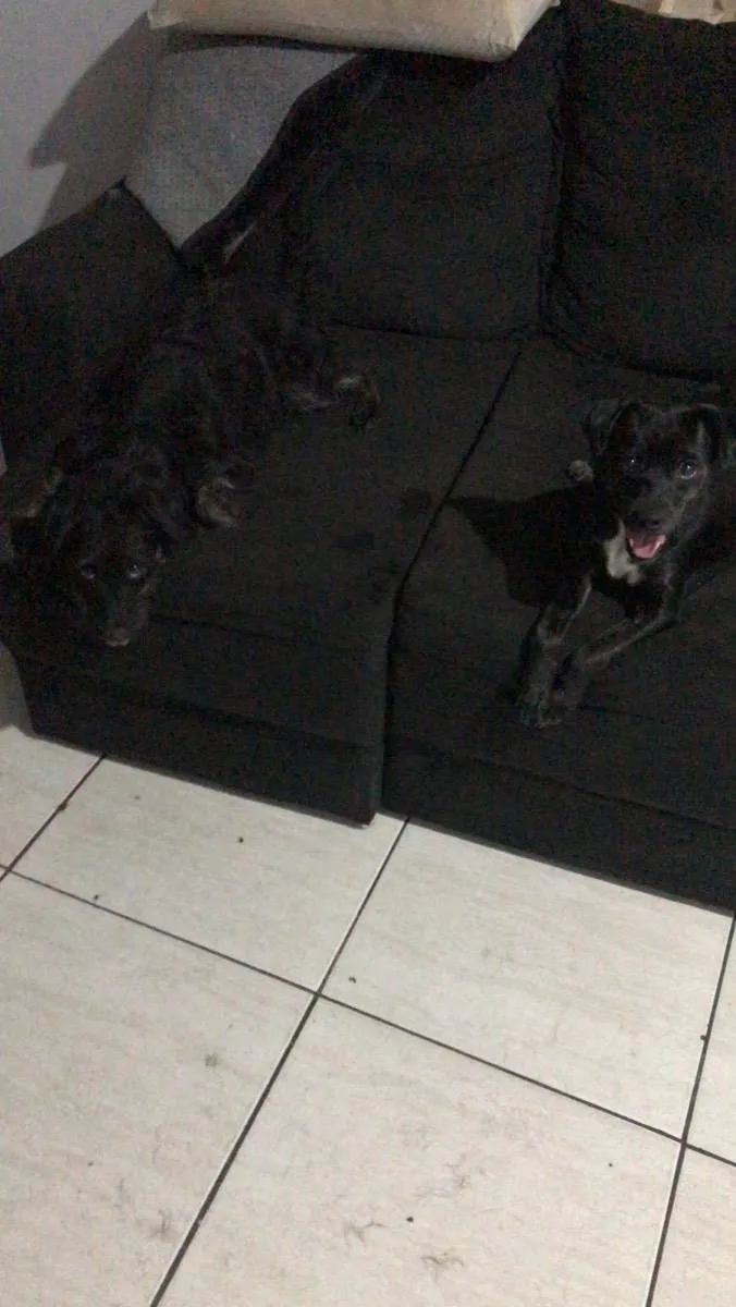 Cachorro ra a Vira lata  idade 1 ano nome Elsa e layla 