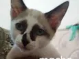 4 fêmeas e 1 macho