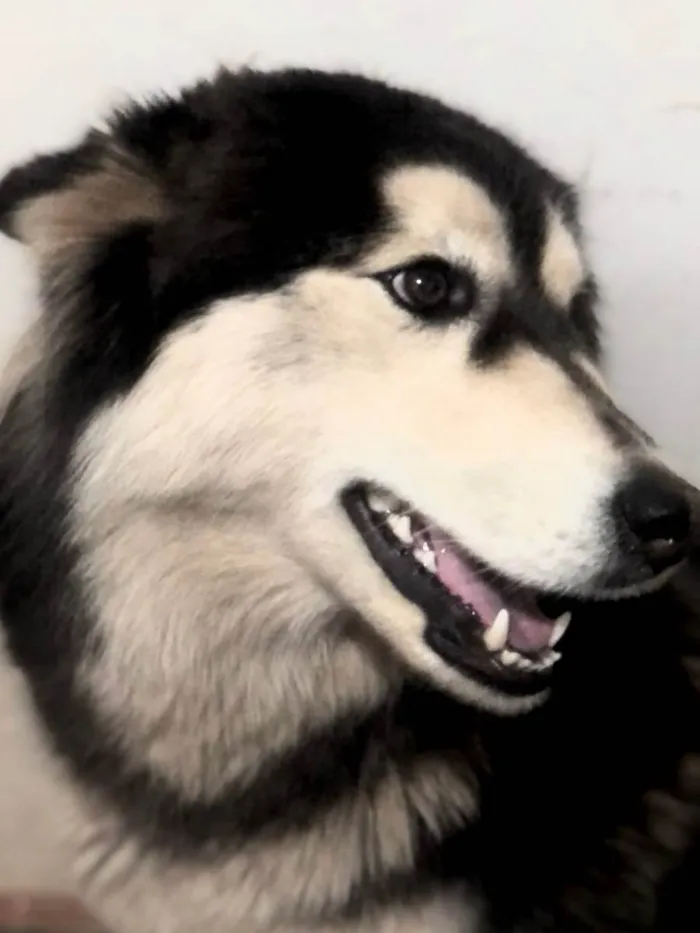 Cachorro ra a Husky siberiano idade 7 a 11 meses nome Maia 