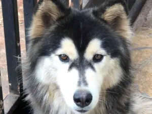 Cachorro raça Husky siberiano idade 7 a 11 meses nome Maia 