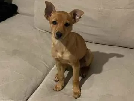 Cachorro ra a Pincher com vira lata  idade 7 a 11 meses nome Zara Maria 