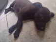 Cachorro raça SRD idade 2 a 6 meses nome Gandhi
