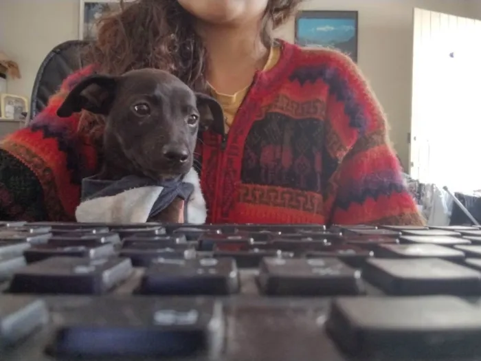 Cachorro raça SRD idade 2 a 6 meses nome Gandhi