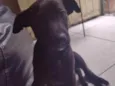 Cachorro raça SRD idade 2 a 6 meses nome Gandhi