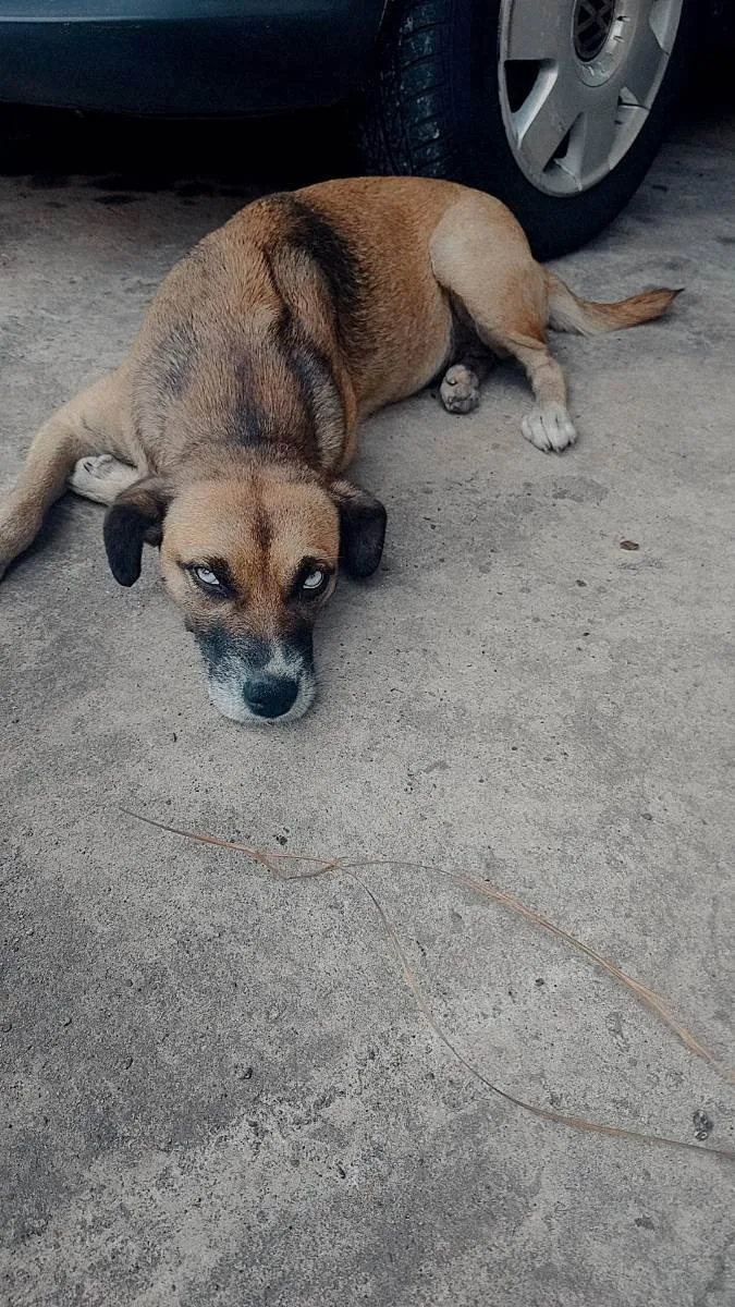 Cachorro ra a Indefinida  idade 1 ano nome Cristal e Pérola 