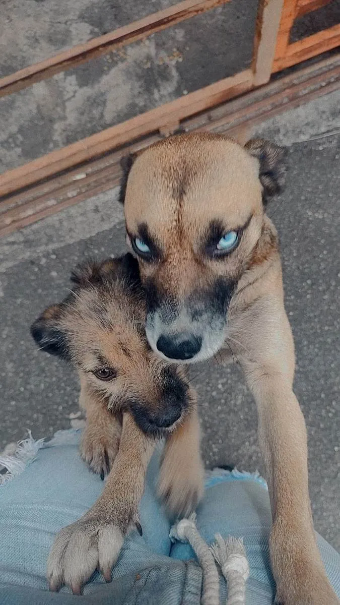 Cachorro ra a Indefinida  idade 1 ano nome Cristal e Pérola 