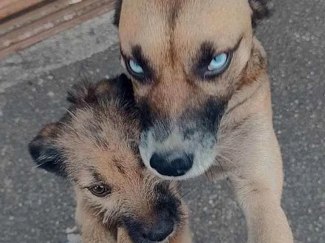 Cachorro ra a Indefinida  idade 1 ano nome Cristal e Pérola 