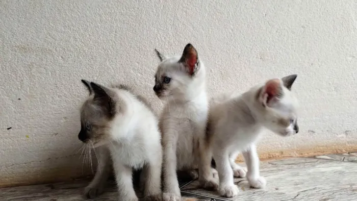 Gato raça  idade 2 a 6 meses nome Três filhotes femêas
