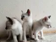 Três filhotes femêas