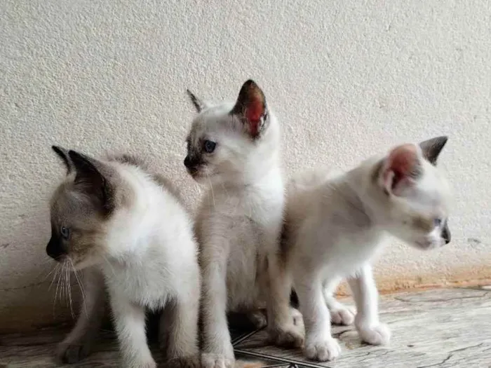 Gato raça  idade 2 a 6 meses nome Três filhotes femêas