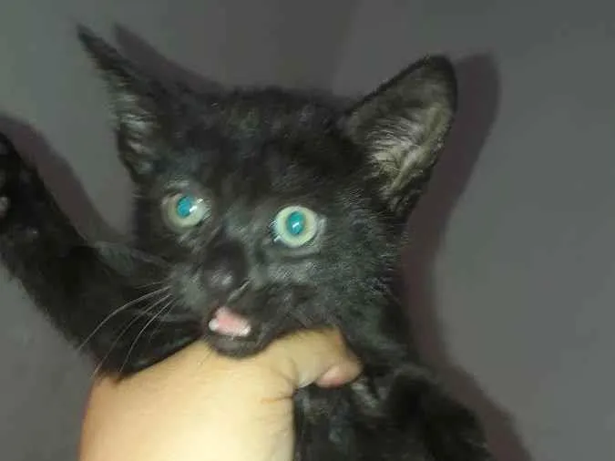 Gato ra a Vira lata  idade 2 a 6 meses nome Athena 