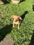 Cachorro raça Srd idade 2 a 6 meses nome Dolby