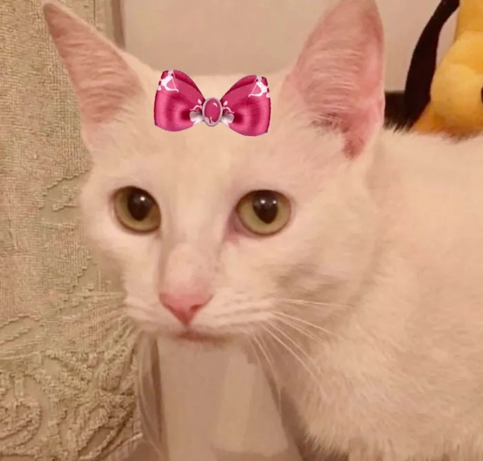 Gato ra a Mestiça  idade 2 a 6 meses nome Luna 