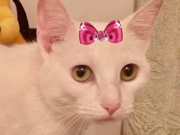 Gato ra a Mestiça  idade 2 a 6 meses nome Luna 