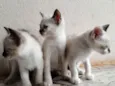 Três filhotes femêas