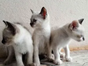 Gato raça  idade 2 a 6 meses nome Três filhotes femêas