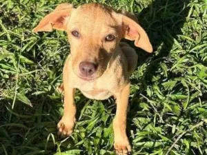 Cachorro raça Srd idade 2 a 6 meses nome Dolby