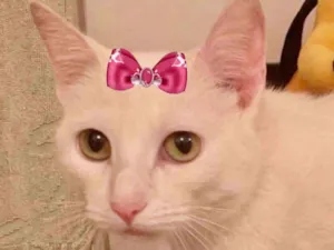 Gato raça Mestiça  idade 2 a 6 meses nome Luna 