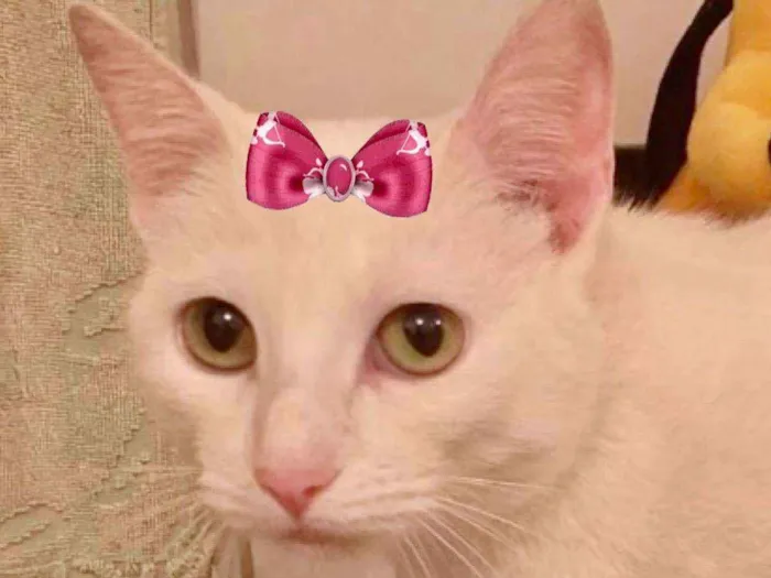 Gato ra a Mestiça  idade 2 a 6 meses nome Luna 