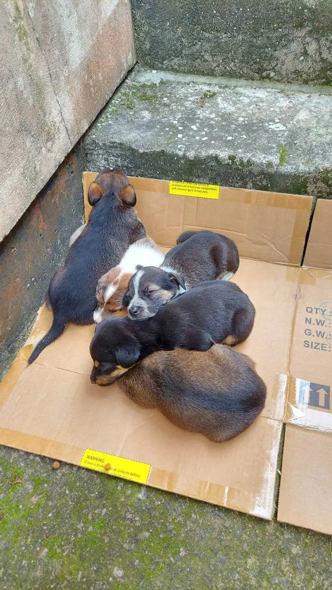 Cachorro raça Indefinida idade Abaixo de 2 meses nome Filhotes