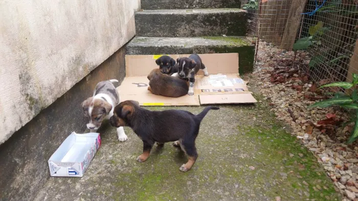 Cachorro raça Indefinida idade Abaixo de 2 meses nome Filhotes