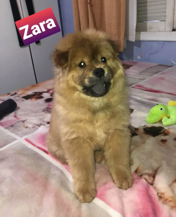 Cachorro raça Chow  chow idade 2 a 6 meses nome Zara