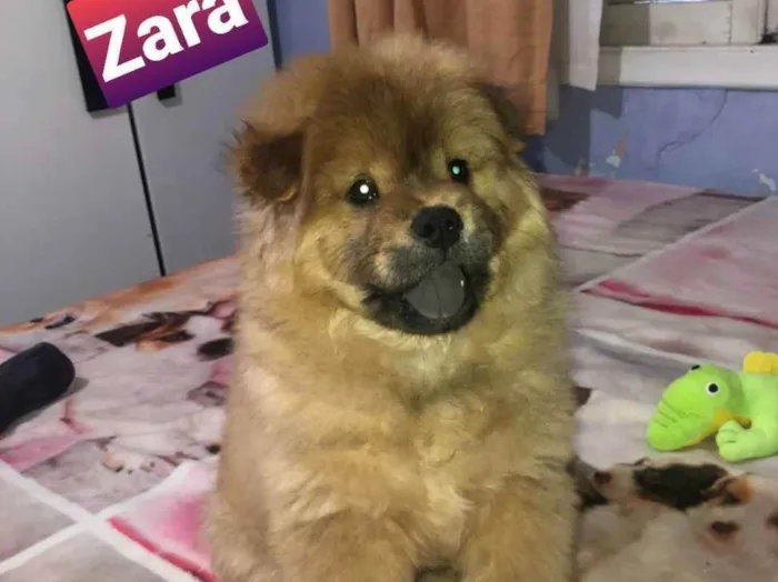Cachorro raça Chow  chow idade 2 a 6 meses nome Zara
