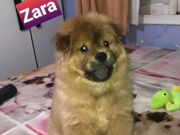 Cachorro raça Chow  chow idade 2 a 6 meses nome Zara