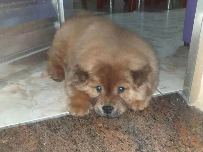 Cachorro raça Chow  chow idade 2 a 6 meses nome Zara