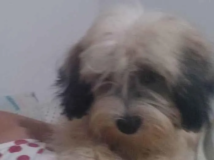 Cachorro ra a Puldou com shitzu idade 2 a 6 meses nome Lyon